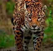 Pantanal