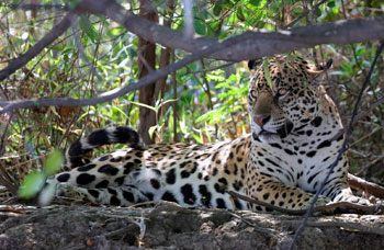 Private Tour - Private Jaguar Photo Safari