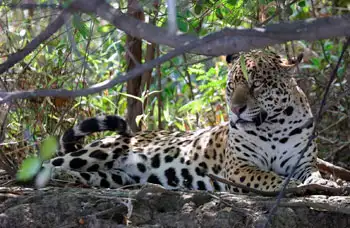 Private Tour - Private Jaguar Photo Safari
